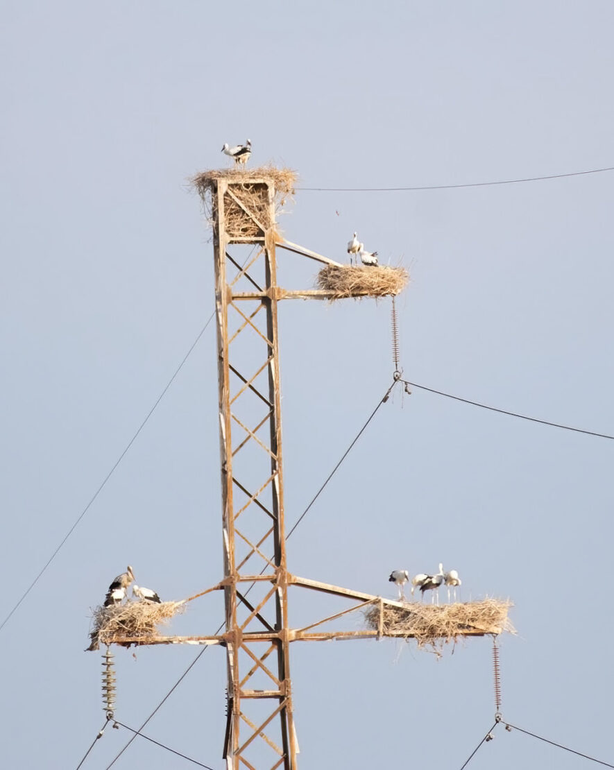 Nesting White Storks